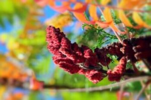 Kermesbær: Egenskaper, bruksområder og kontraindikasjoner