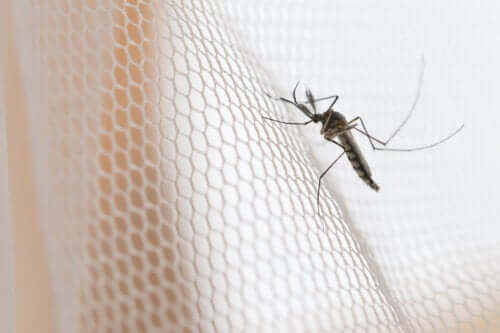Ulike former for myggnetting og deres egenskaper
