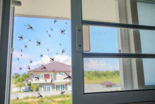 Mygg prøver å komme inn i et hus
