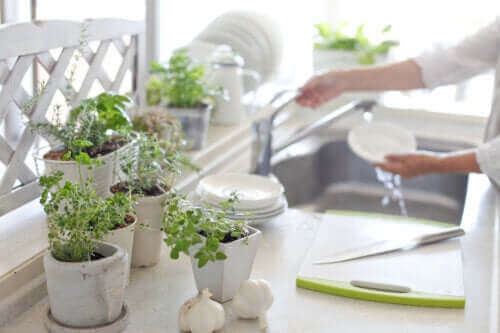 5 fordeler med å ha planter på kjøkkenet