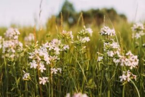 Egenskaper og medisinsk bruk av såpeurt