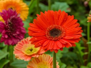 4 tips for omsorg for Gerbera hjemme