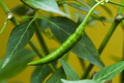 Egenskapene til Ibarra Chili Pepper