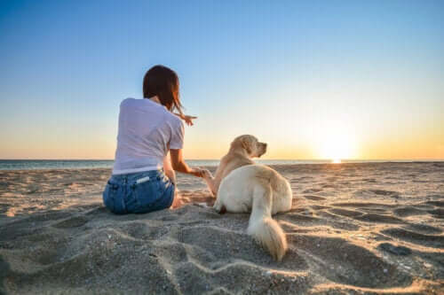 14 ting å gjøre når du tar med en hund til stranden