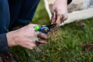 Råd for å lage og plante stiklinger