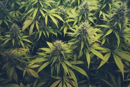 Forstyrrelser ved bruk av cannabis
