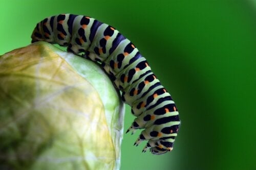 Hvordan bli kvitt larver på planter: 7 nyttige anbefalinger