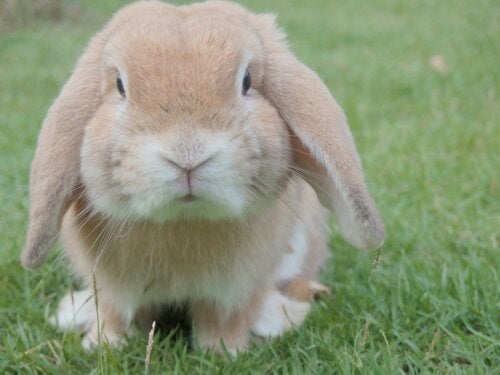Hva bør du vurdere før du skaffer en kanin som kjæledyr?