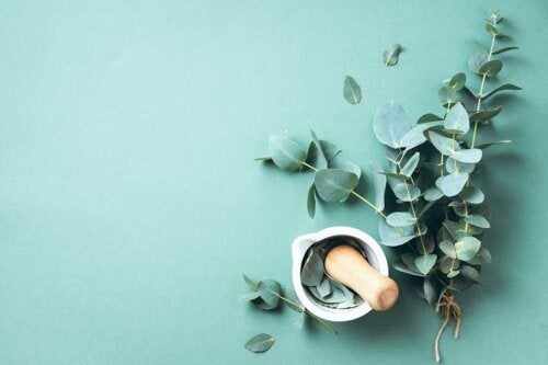 De store fordelene med eukalyptus