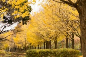Egenskapene til Ginkgo Biloba