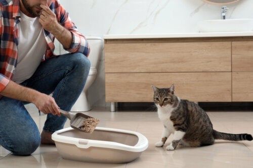 Den ultimate guiden for å eliminere lukten av kattetiss