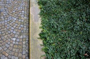 Bunndekkeplanter kan erstatte en plen i hagen eller bakgården din