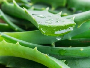 8 av helsefordelene til aloe vera