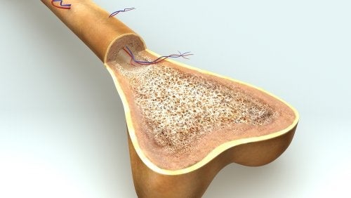 Osteogenese: Hvordan vokser bein?