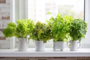 11 aromatiske planter du kan ha inne i huset