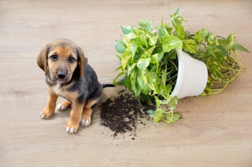 11 potteplanter som er trygge for kjæledyrene dine