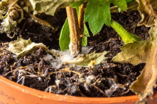 Hvordan fjerne hvit mugg i jorden fra planter