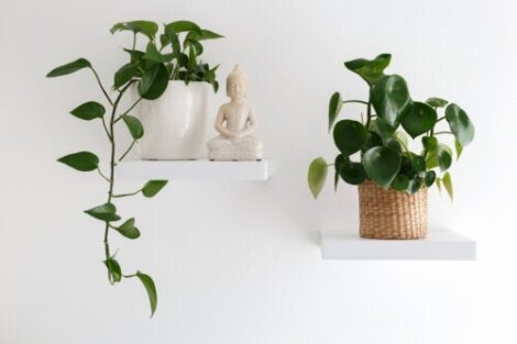 13 innendørs hengende planter for å dekorere hjemmet ditt