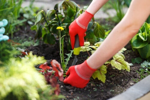 Verktøy for å fjerne ugress i hagen din