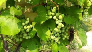 Fytokjemikalier i mat: Hva er de?