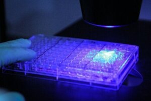 Ny kreftbehandling? Fotoimmunterapi eliminerer maligne celler