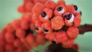 Guarana: Bruk, egenskaper og kontraindikasjoner