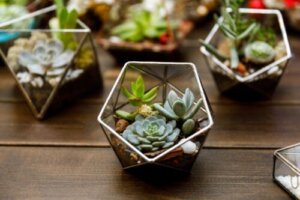 5 tips for å dekorere hjemmet ditt med miniplanter