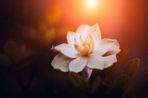 7 typer gardenia og deres egenskaper