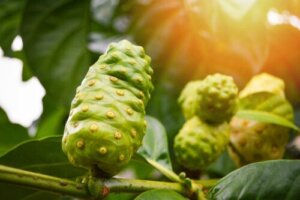 Noni for hår: Fungerer det for å stoppe overdrevent hårtap?