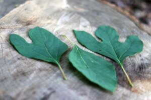 Sassafraste: Alt du bør vite før du prøver det