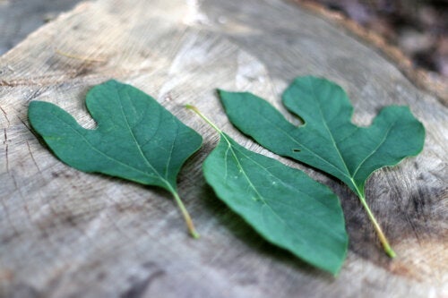 Sassafraste: Alt du bør vite før du prøver det