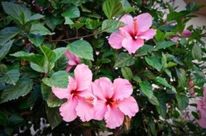 Hibiskus for hår: Har det noen fordeler?