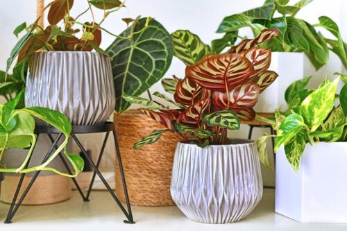 7 tropiske innendørs planter du kan dekorere hjemmet ditt med