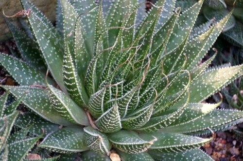 Aloe Pratensis: Egenskaper og pleietips
