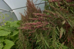 Hva er meldestokk og hva er fordelene med det?