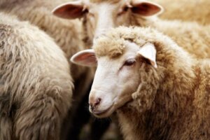 Sauemelk: Egenskaper, fordeler og næringsverdi