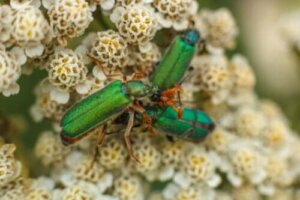 Spansk flue: Afrodisiakum eller gift?