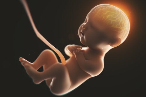 Å drikke alkohol under graviditet kan endre formen på babyers hjerner