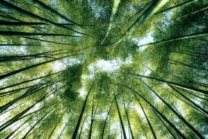 Naturfilosofi og dens betydning for den moderne verden