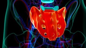 Hva er sakralnerver?