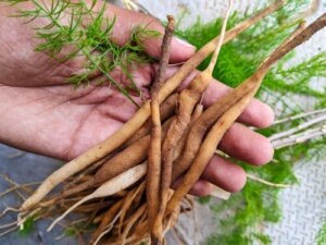Shatavari: Den ayurvediske planten for kvinners helse