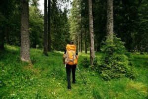 Shinrin Yoku eller skogsbading: Hva er fordelene?