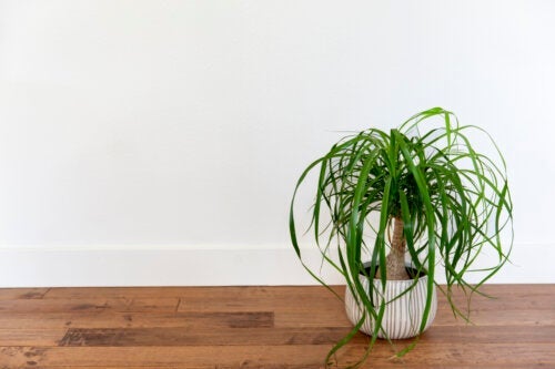 Vi anbefaler 6 sukkulenter for å dekorere hjemmet ditt