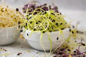 Hvordan dyrke spirer hjemme