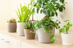 8 planter som bringer hell i henhold til Feng Shui