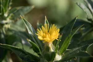 Benediktinertistel: Egenskaper og anbefalinger for bruk