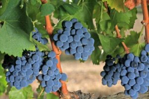 Egenskapene til Grenache-druen