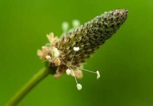 Slik kan man bruke groblad, en eldgammel urt