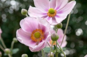 Sjekk ut disse 10 hageplantene som blomstrer om høsten