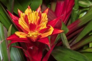Hvordan dyrke bromelia: stell og anbefalinger